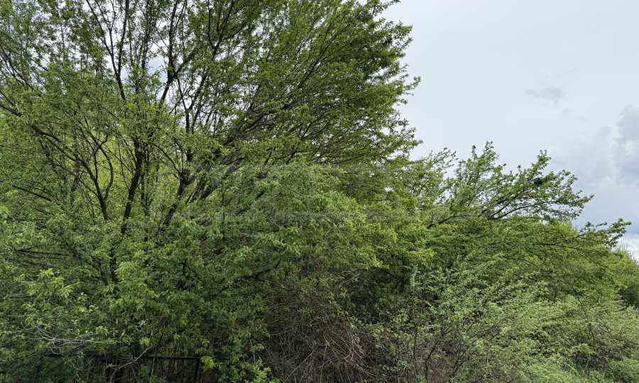 Парцел в регулация в гр. Трявна – 2 000 кв.м 